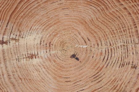 A tree trunk and its annual ringsの写真素材