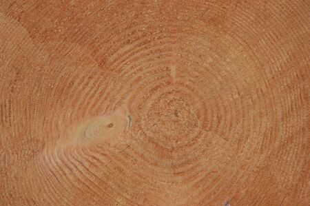 Tree trunk and its rings of lifeの写真素材