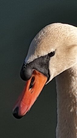 Close up of the face of a swan on the Neckar Riverの写真素材