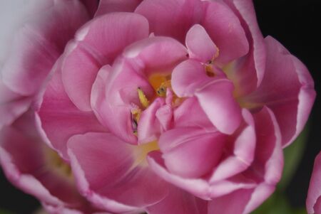 Pink peonies in full bloomの写真素材