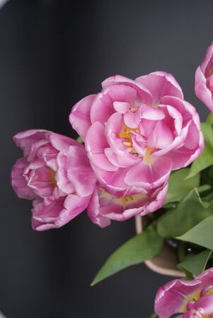 Pink peonies in full bloomの写真素材