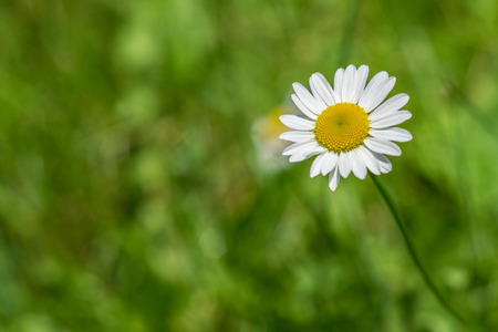 Shasta Daisy white flower yellow center green background Leucanthemum superbumの写真素材