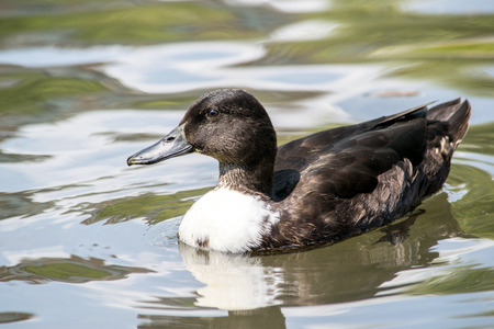 Domesticated duck in the water white chestの写真素材