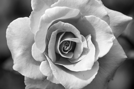 Pretty wedding flower rose black and whiteの写真素材