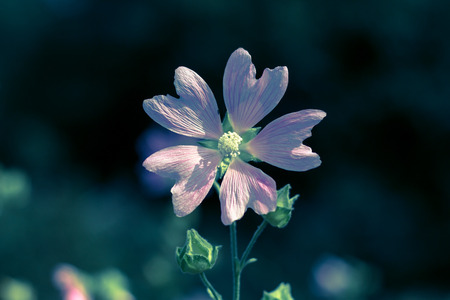 Pink flower at dusk against a dark background.の写真素材