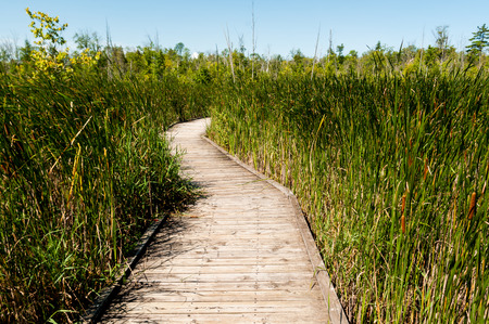 Valens Conservation, Dundas, Ontario, Canada, August 13, 2017, Wood boardwalk through marshland, 2017.のeditorial素材