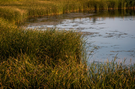 Vallens Conservation, Hamilton, Ontario, Canada, August 29, 2017, Marshlands, 2017のeditorial素材