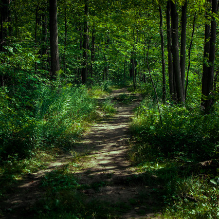 Rock Chapel Conservationn Centre, Dundas, Ontario, Canada, August 20, 2017, Forest Walk, 2017.のeditorial素材