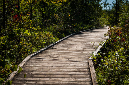 Valens Conservation, Dundas, Ontario, Canada, August 13, 2017, Wood boardwalk through marshland, 2017.のeditorial素材