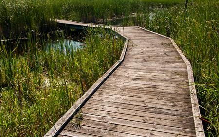 Valens Conservation, Dundas, Ontario, Canada, August 13, 2017, Wood boardwalk through marshland, 2017.のeditorial素材