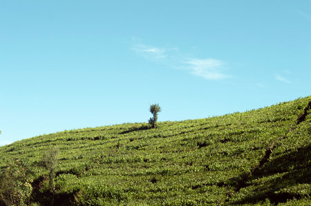 Tea Garden in Bandung, Indonesiaの写真素材