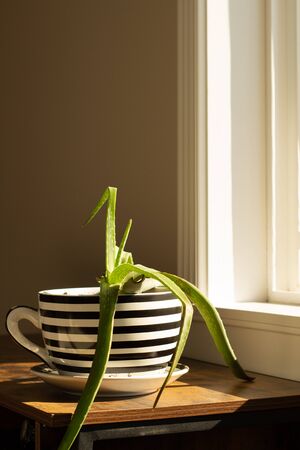 Aloe Plant sitting on a table longing for the sunlight.の写真素材