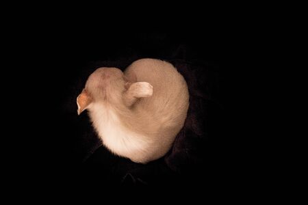 Sleeping white chihuahua against a black backgroundの写真素材