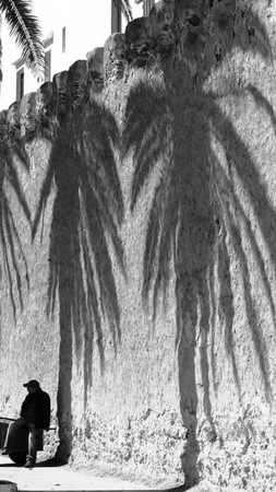 Palmtree shadowの写真素材