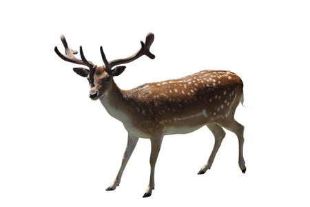 Fallow deer isolated on whiteの写真素材