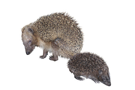 Hedgehog with her cub isolated on whiteの写真素材