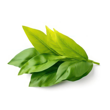 Leaves of turmeric curcuma isolated on white AI Generatedの素材