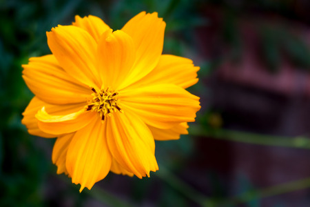 Cosmos Blossomの写真素材