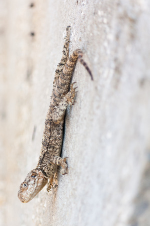 Lizard Hanging Upside Down On Wallの写真素材