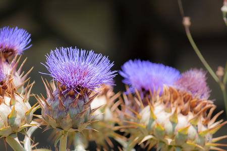 Blue Thistleの写真素材