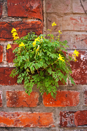 A plant on a brick wallの写真素材