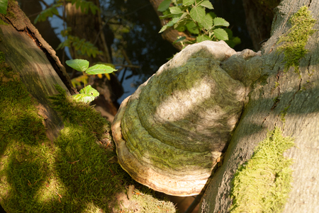Ein grosser Pilz an einem Baumstammの写真素材