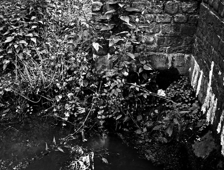 The plants at the water inletの写真素材