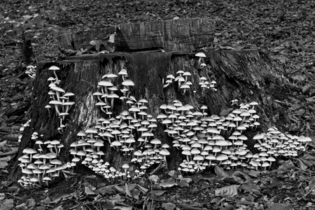 Ein mit Pilzen bewachsener Baumstumpfの写真素材