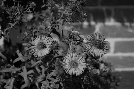 A flowering plant with bees on the flowersの写真素材