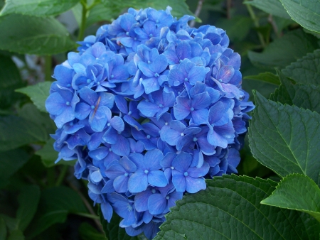 Ceanothus Trewithan Blue  Californian Lilac 