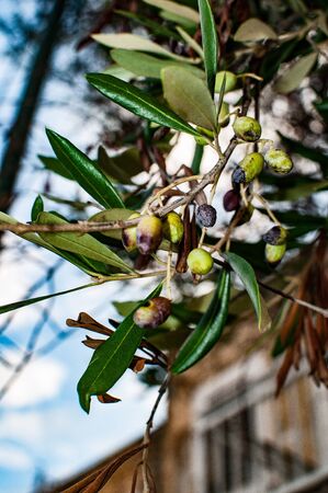 Green Olives Treeの写真素材