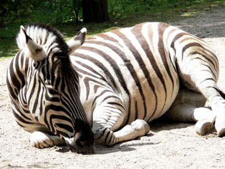 Zebra lying on groundの写真素材