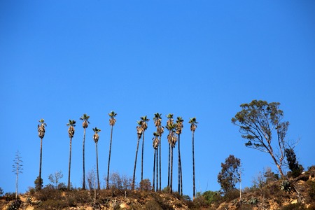 Trees on a hiking trail in Griffith Park, Californiaの写真素材