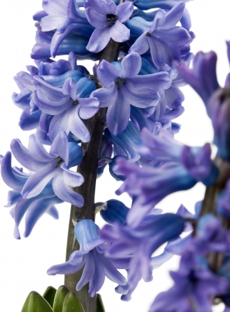 Spike of violet flowers of a hyacint flower.Macro close up shot in studio on white background. Shallow depth of field.の写真素材