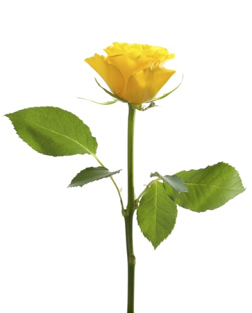 Single yellow rose, isolated on white backgroundの写真素材