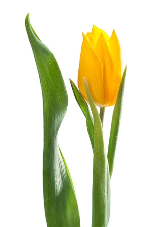 Single yellow tulip with little waterdrops Isolated on white の写真素材