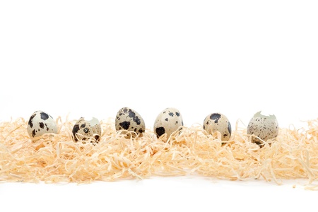 Small eggs on wood shavings, isolated on white backgroundの写真素材