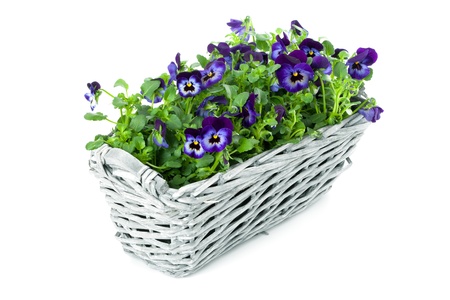 Plait Basket with violett Sweet Pansies, isolated on white backgroundの写真素材