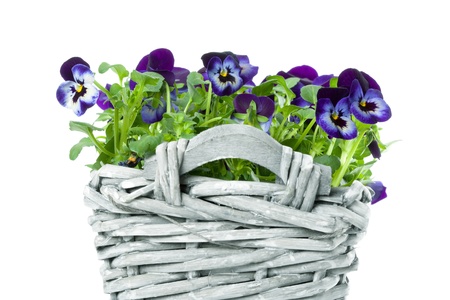 Plait Basket with violett Sweet Pansies, isolated on white backgroundの写真素材
