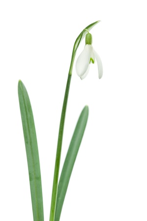 Closeup on white snowdrop flower, isolatedの写真素材
