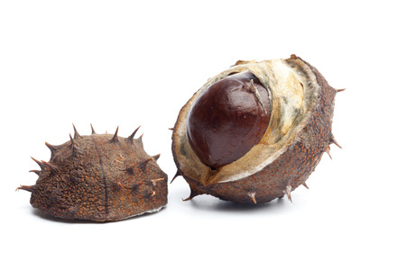 Single conker fruit from horse chestnut tree, isolated on white background.の写真素材