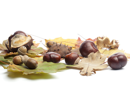 Autumn set of horse chestnuts or conkers, acorns and fall leaves, isolated on white background.の写真素材