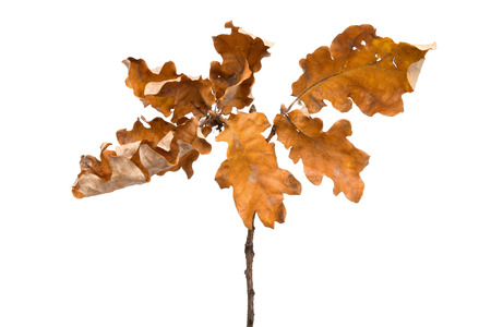 Series of Isolated on white autumnal scenes - Acorn Leafsの写真素材