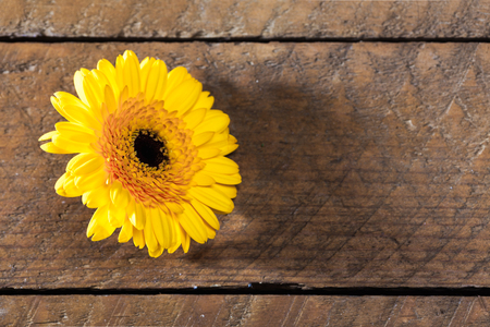 Yellow gerbera daisy, high angle view, on wood board table.の写真素材