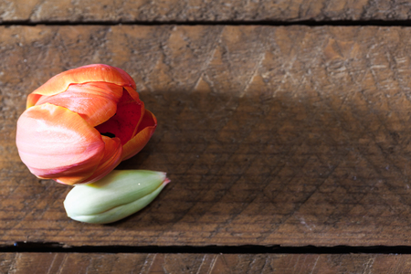 Orange tulip, high angle view, on wood board table.の写真素材