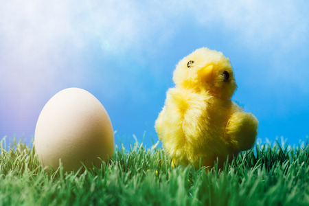 Large yellow chick standing next to a white egg in grass on blue background.