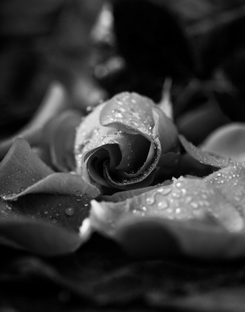 Rose lying on petals, vertical with shallow depth of field, monochrome convertedの写真素材