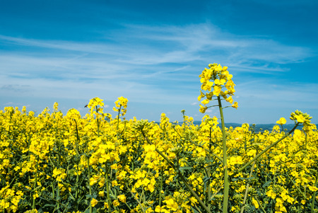 Yellow oil rape seeds in bloom, Early Spring in nature in sun light at day timeの写真素材