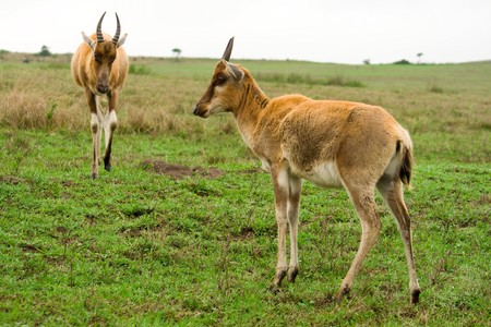 bontebok antelope in africaの写真素材