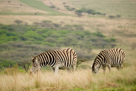 zebras in south africaの写真素材